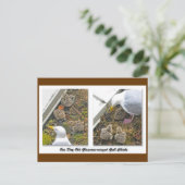 Carte postale Gull Chicks d'un jour (Debout devant)