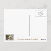 Carte postale Gull Chicks d'un jour (Dos)
