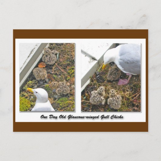 Carte postale Gull Chicks d'un jour (Devant)