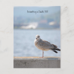 Carte Postale Gull de mer2, Observation d'oiseaux à Duluth, MN