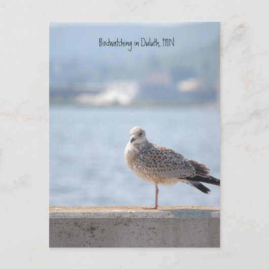 Carte Postale Gull de mer2, Observation d'oiseaux à Duluth, MN (Devant)