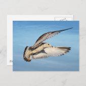 Carte Postale Gull en vol (Devant / Derrière)
