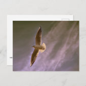 Carte Postale Gull en vol sur un arrière - plan nuageux (Devant / Derrière)