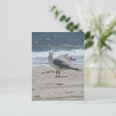 Carte Postale Gull marin d'été (Debout devant)