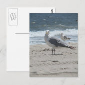 Carte Postale Gull marin d'été (Devant / Derrière)