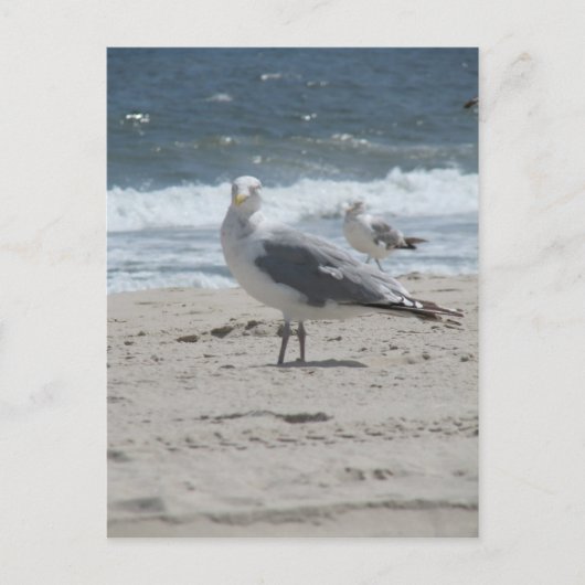 Carte Postale Gull marin d'été (Devant)