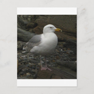 Carte Postale Gull on the rocks