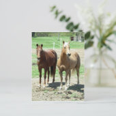 Carte Postale Gumpy et Limited (Debout devant)