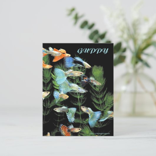 Carte Postale Guppies (Debout devant)
