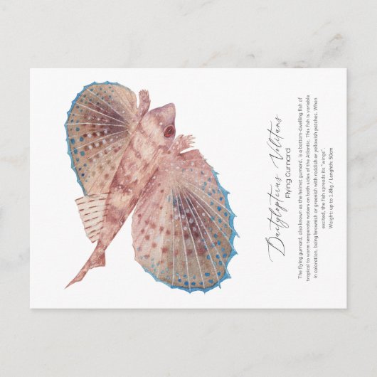 Carte postale Gurnard (Devant)