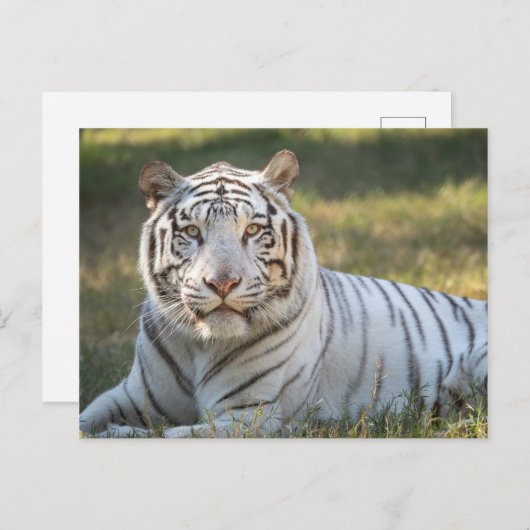 Carte Postale Gus - (Devant / Derrière)