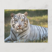 Carte Postale Gus - (Devant)