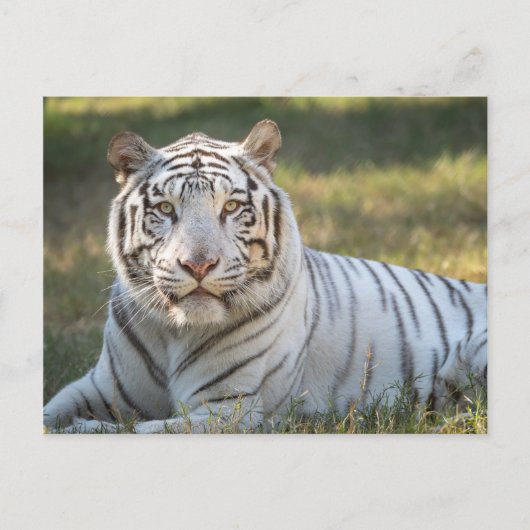 Carte Postale Gus - (Devant)