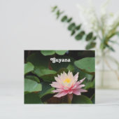 Carte Postale Guyana Water Lily (Debout devant)
