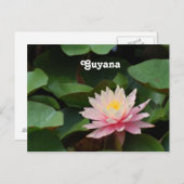 Carte Postale Guyana Water Lily (Devant / Derrière)