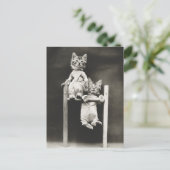 Carte Postale Gymnaste Kittens (Debout devant)