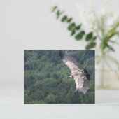 Carte Postale Gyps fulvus vol (Debout devant)