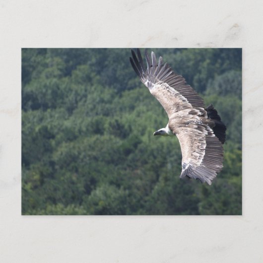 Carte Postale Gyps fulvus vol (Devant)