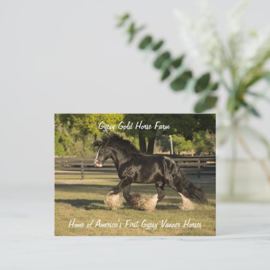 Carte postale Gypsy Or Gypsy Vanner BB King (Debout devant)