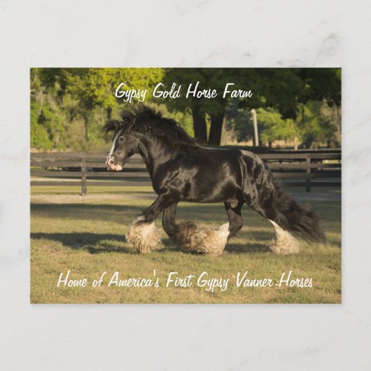 Carte postale Gypsy Or Gypsy Vanner BB King (Devant)