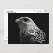 Carte Postale Gyrfalcon arctique (Devant / Derrière)