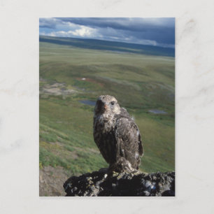 Carte Postale gyrfalcon, Falco rusticolus, juvénile