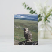Carte Postale gyrfalcon, Falco rusticolus, juvénile (Debout devant)