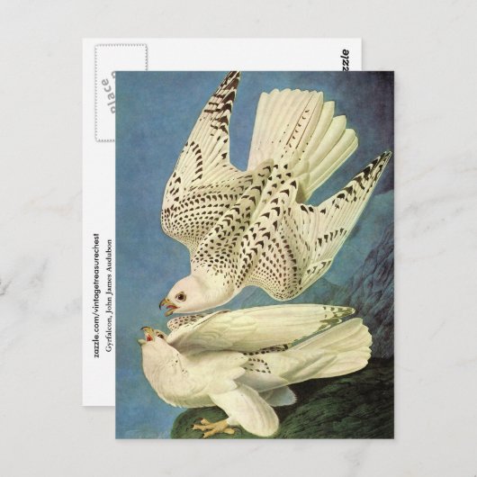 Carte Postale Gyrfalcon, John James Audubon (Devant / Derrière)