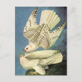 Carte Postale Gyrfalcon, John James Audubon (Devant)
