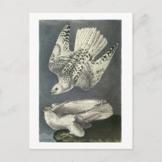 Carte Postale Gyrfalcon par Audubon