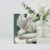 Carte Postale Gyrfalcon par John Audubon (Debout devant)