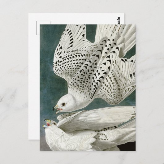Carte Postale Gyrfalcon par John Audubon (Devant / Derrière)