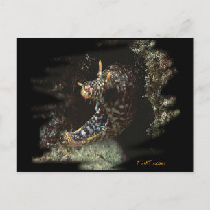 Carte Postale H2Oasis Dragon Moray