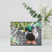 Carte Postale Habillez pour Impressionner (Debout devant)