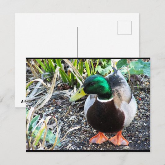 Carte Postale Habillez pour Impressionner (Devant / Derrière)