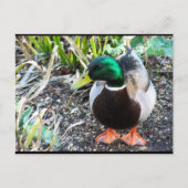 Carte Postale Habillez pour Impressionner (Devant)