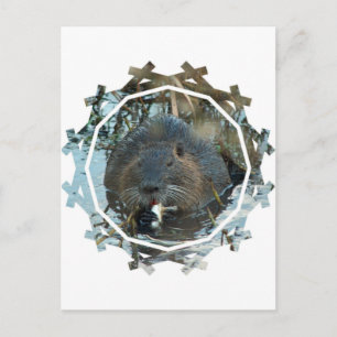 Carte postale Habitat Beavers