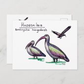 Carte postale Hadeda Ibis (Devant / Derrière)