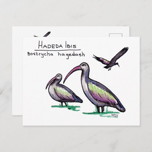Carte postale Hadeda Ibis (Devant / Derrière)
