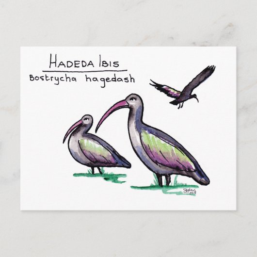 Carte postale Hadeda Ibis (Devant)