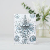 Carte Postale Haeckel (Debout devant)