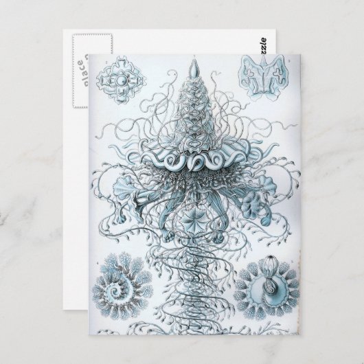 Carte Postale Haeckel (Devant / Derrière)