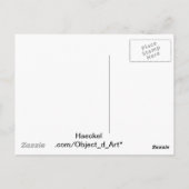 Carte Postale Haeckel (Dos)