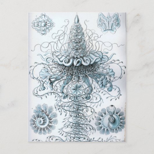 Carte Postale Haeckel (Devant)