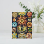 Carte Postale Haeckel (Debout devant)