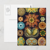 Carte Postale Haeckel (Devant / Derrière)