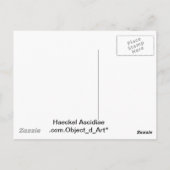 Carte Postale Haeckel (Dos)