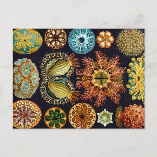 Carte Postale Haeckel Ascidiae plusieurs produits sélectionnés (Devant)