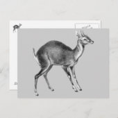 Carte Postale Haeckel Cerf à quatre cornes (Devant / Derrière)