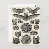 Carte Postale Haeckel Chiroptera (Devant / Derrière)